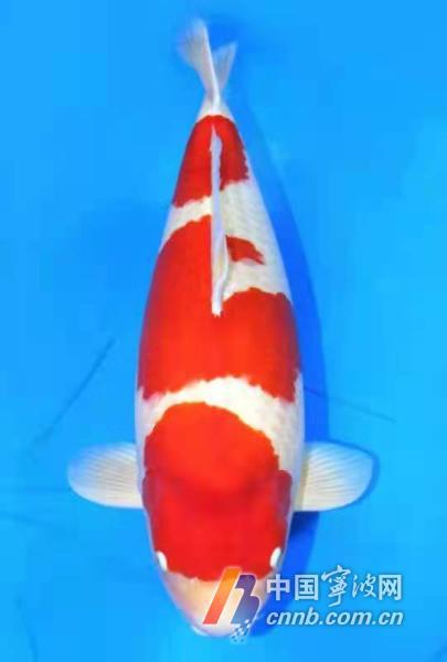 宁波锦鲤 二十年磨一剑，终登中国锦鲤大赛冠军宝座